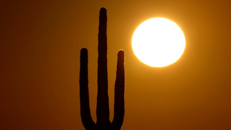 A saguaro cactus stands against the rising sun Monday, Feb....