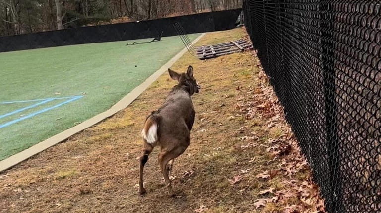 A doe sprints away after being freed Tuesday from entrapment...