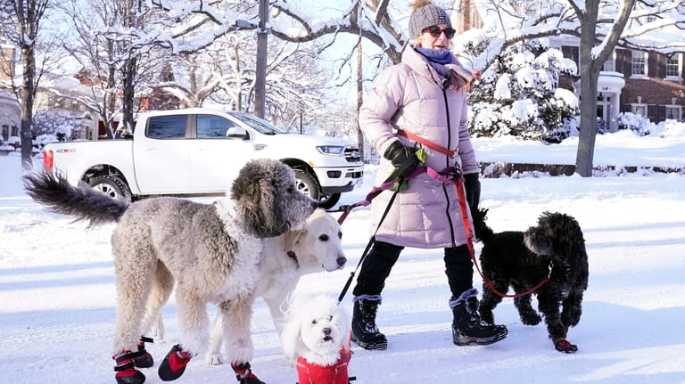 A dog walker named Courtney walks with her dogs near...