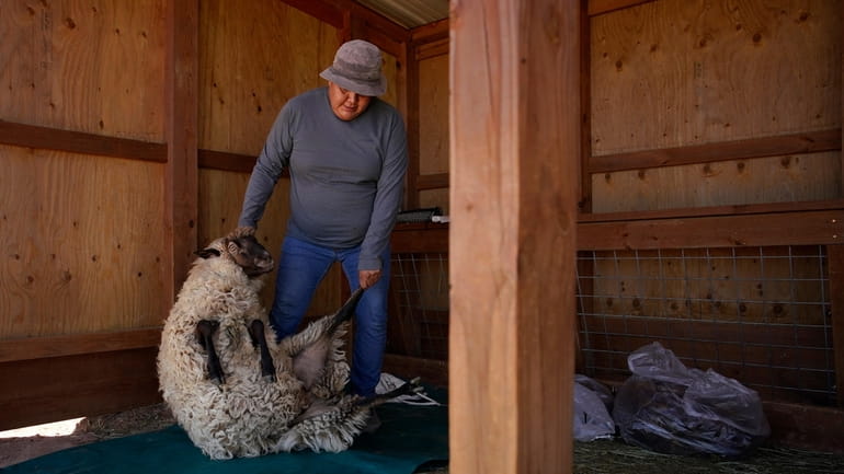 Nikyle Begay moves a sheep in preparation for sheering Thursday,...