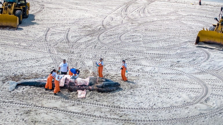 Officials examine the whale at Long Beach on Tuesday.