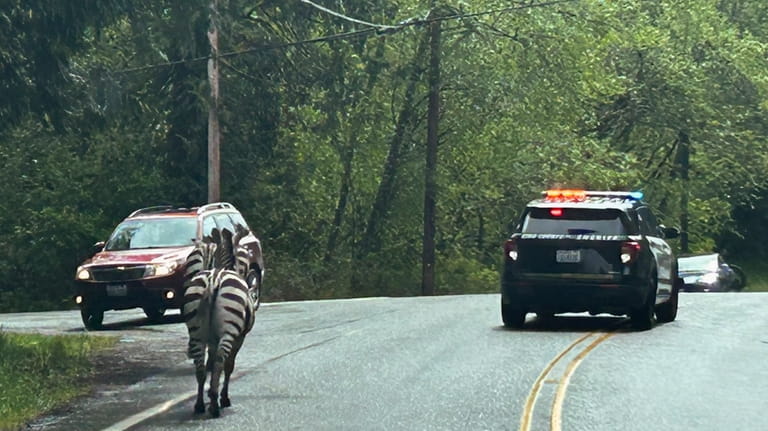 This image provided by the Washington State Patrol shows zebras...