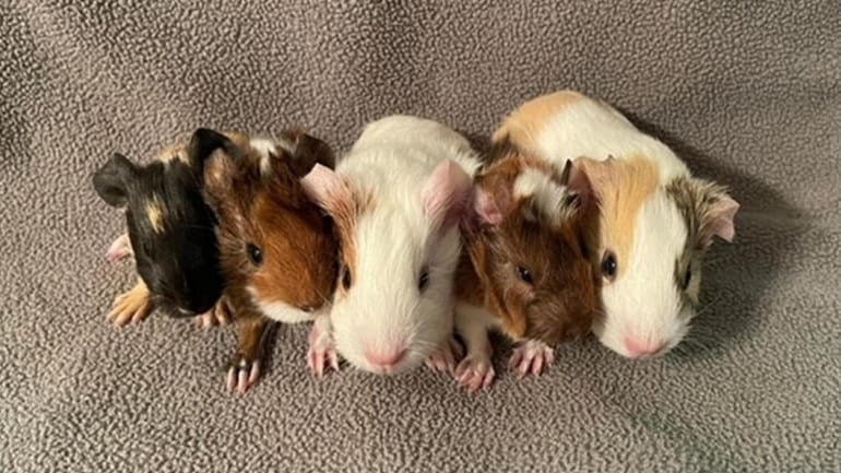 Some of the guinea pigs rescued in the past few...