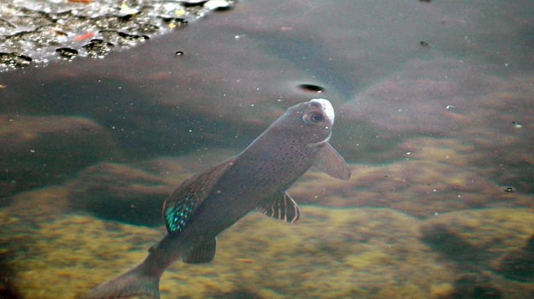 In this June 27, 2005, file photo, an Arctic grayling...