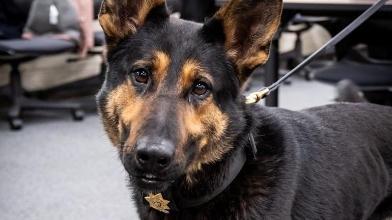 Hondo was presented with his official police shield in March.