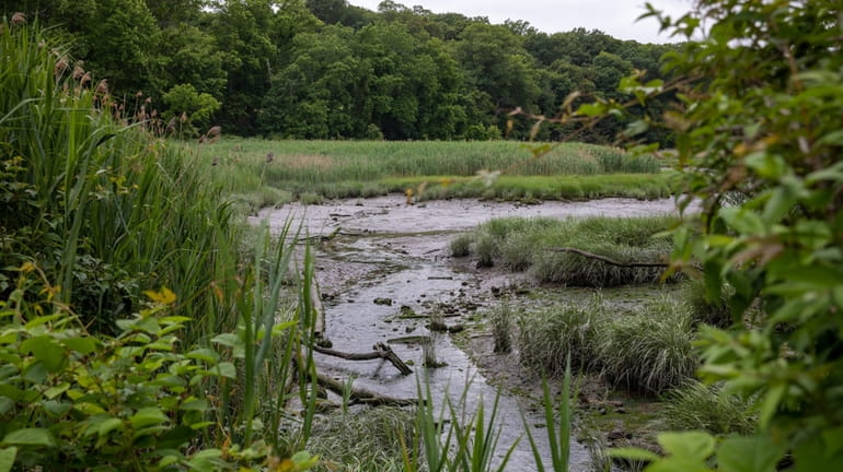 Tidal marsh with phragmites, an invasive plant that damages the marsh ecosystem, seen...
