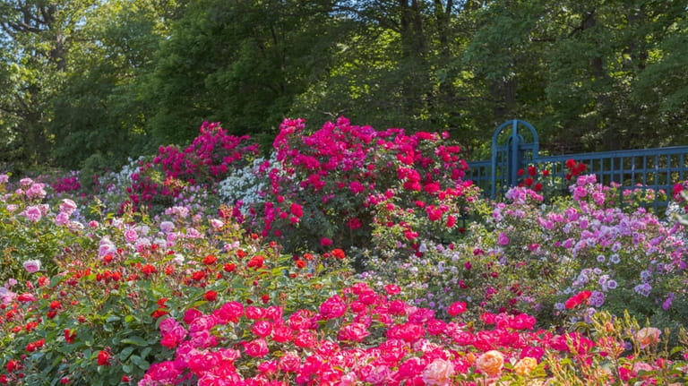 The Peggy Rockefeller Rose Garden at the New York Botanical...
