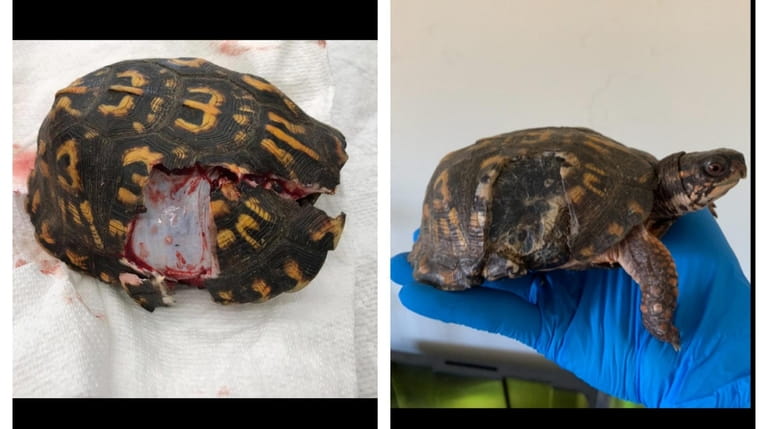 This eastern box turtle was hit by a car in...