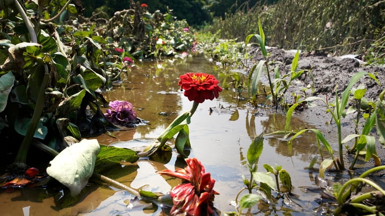 A zinnia flower stem rises nearly undamaged from the flood...