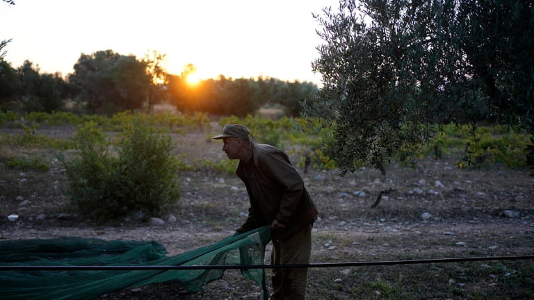 A worker spreads a collection net during the harvest of...