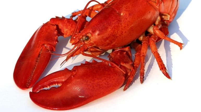Lobster will be on the menu at Crazy Oyster at...