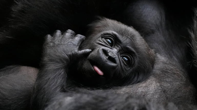 A critically endangered Western Lowland Gorilla mother holds her baby,...