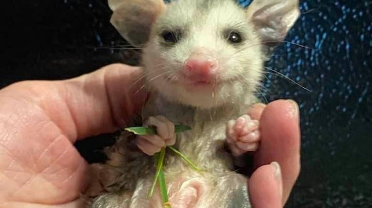This opossum, rescued by  STAR Foundation after its mother was...