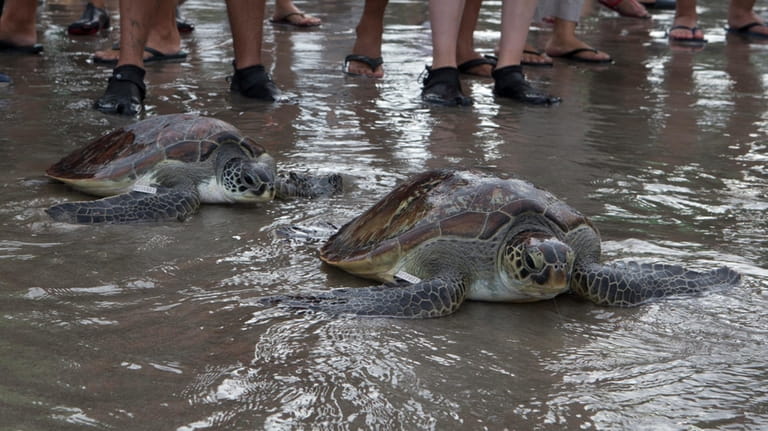 Green sea turtles (Chelonia mydas) make their way into the...