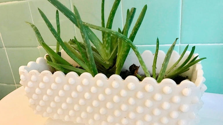 Aloe vera can thrive in a bathroom.