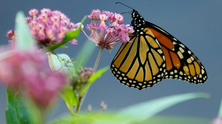 A Monarch butterfly eats nectar from a swamp milkweed on...