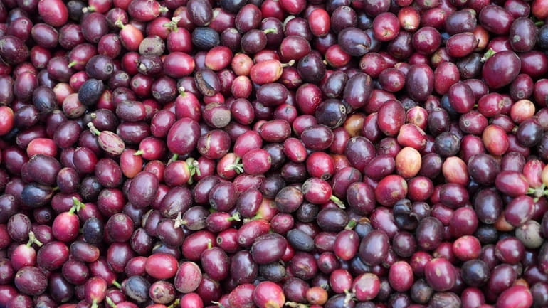 Coffee beans are seen in basket after being picked at...