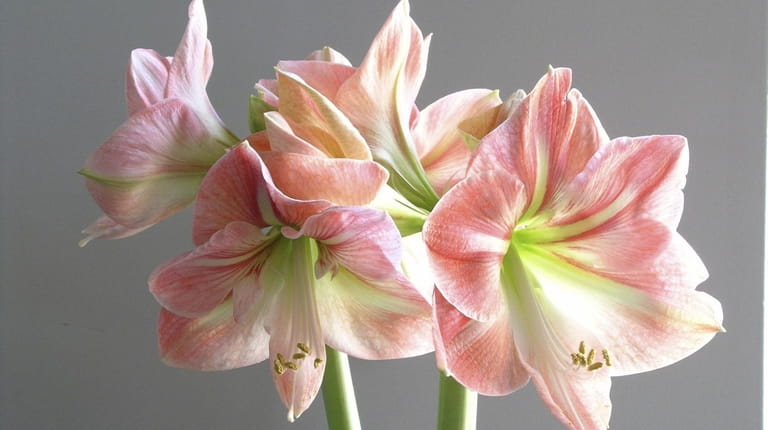 Pot up amaryllis and paperwhites on Nov. 1 for blooming...
