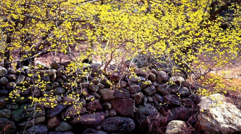 Forsythia blooms over a wet stone wall, a sign of...