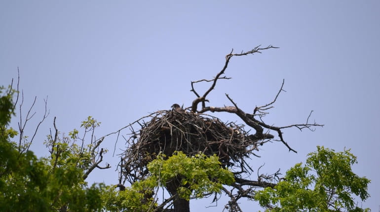 One of the two eaglets at Connetquot River State Park...