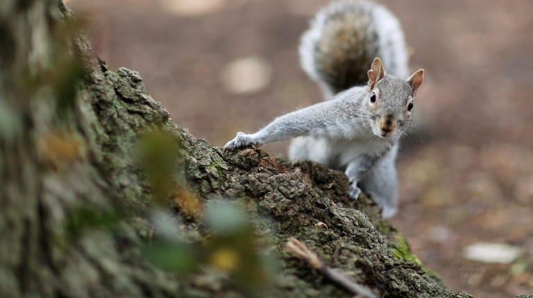 Foraging squirrels can doom residential gardeners' crops.