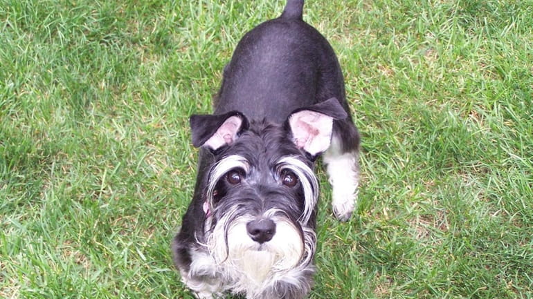 Roxie, a miniature schnauzer, enjoys playing outdoors in Brentwood.