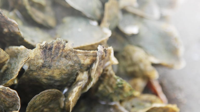  Close up of a cluster of oysters that will grow...