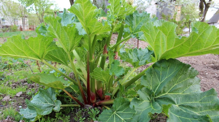 Big bush of rhubarb is seen growing in the summer.
