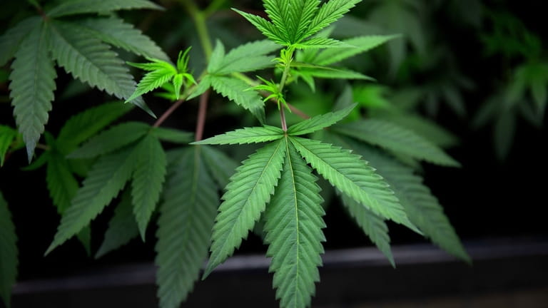 A cannabis plant.



	 