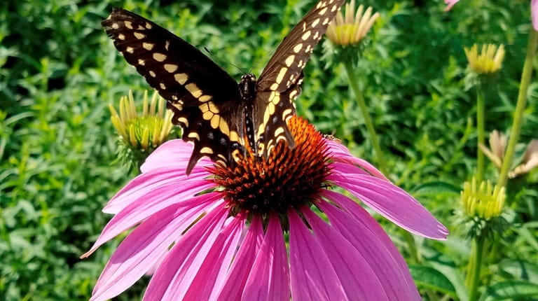 A butterfly visits a purple coneflower in Anthony Marinello's native...
