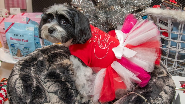 Morkie Molly wears a tutu decorated with rhinestones at Fetch...