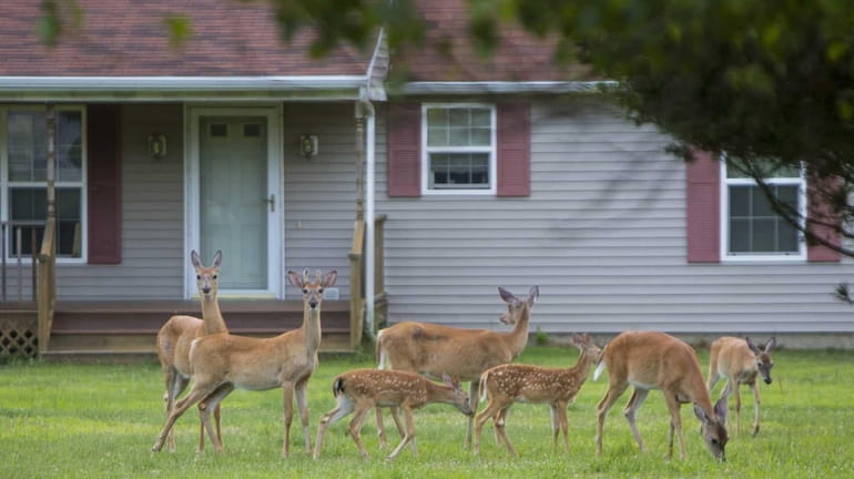 Deer graze fearlessly in front of a home on Jacobs...
