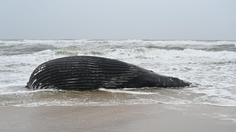 A whale was reported washed up in the surf in Southampton...