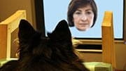 Study tracked dogs' eye movements as they viewed images of...