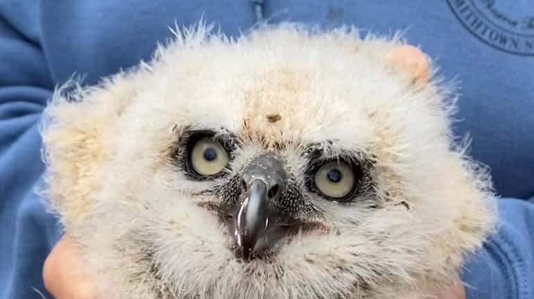 This baby great horned owl fell out of a tree in...