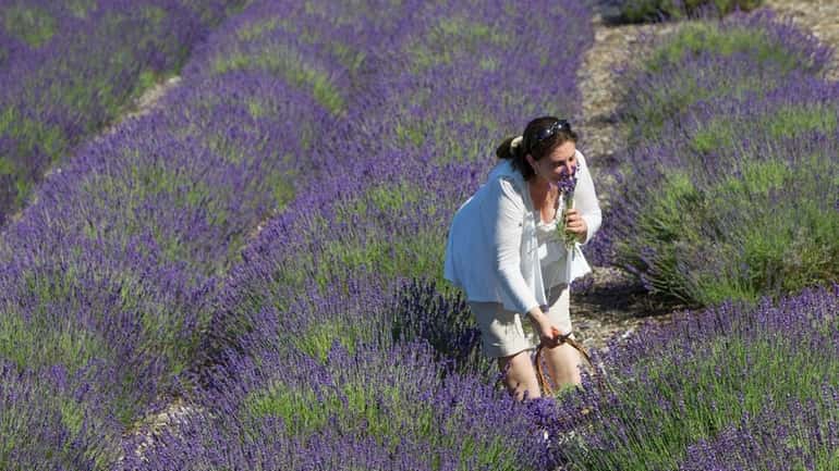 Lavender by the Bay draws many people to East Marion...