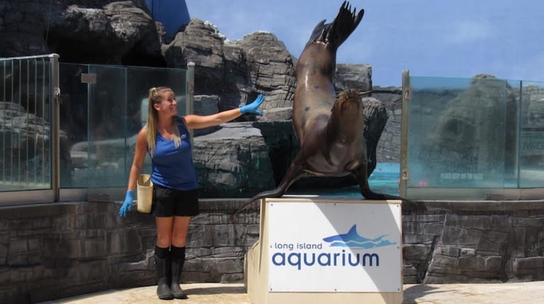 Caroline Walsh, a mammal trainer at Long Island Aquarium in...