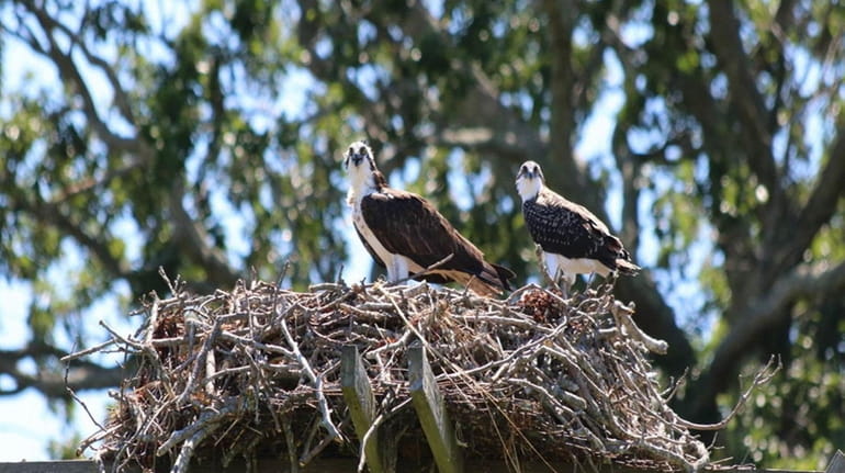 Two ospreys are perched on a nest on the East...