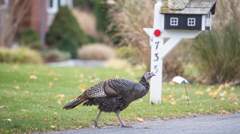 A wild turkey crosses a road.
