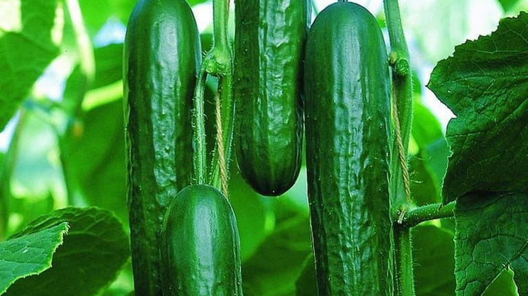 2014 is the Year of the Cucumber, according to the...
