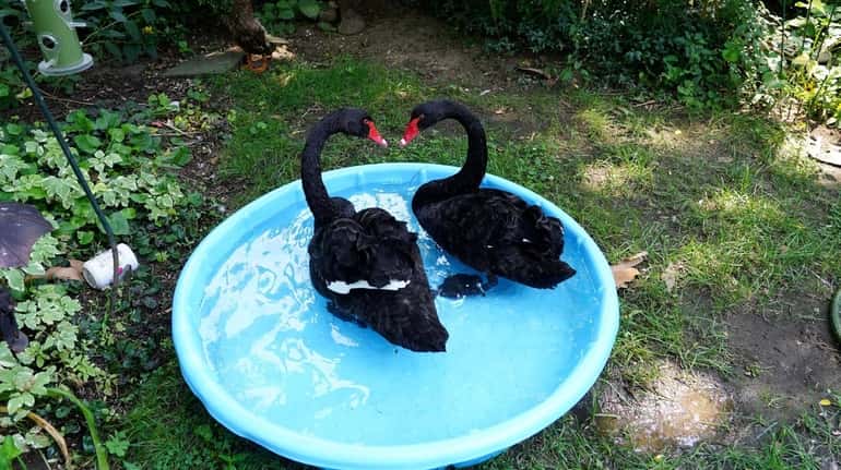 The two black swans rescued Thursday after being abandoned in...