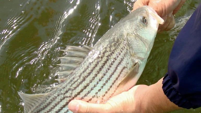 Any new measures on striped bass would apply to recreational,...