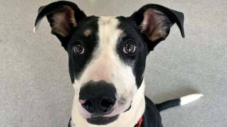 Oreo is available for adoption at Bideawee Westhampton.