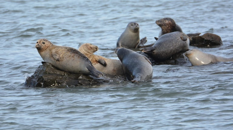 Spot seals on a nature walk in Westhampton Beach this weekend. 