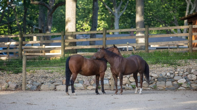 Two of the Galvins' horses grooming eachother.