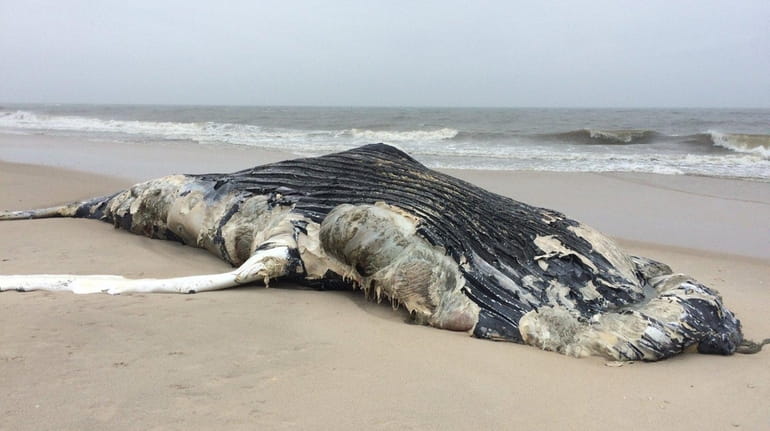 The body of a dead humpback whale washed up on...