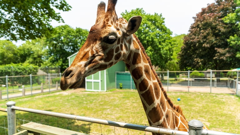 Bobo the giraffe died at the age of 3 at the...