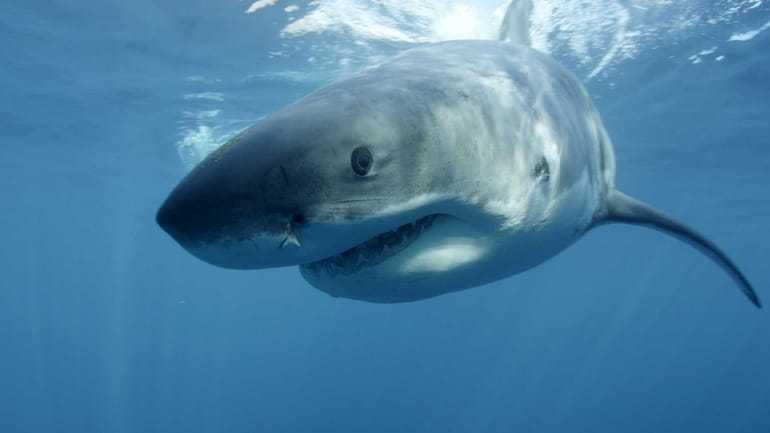 A great white shark, near Guadalupe Island off the coast...