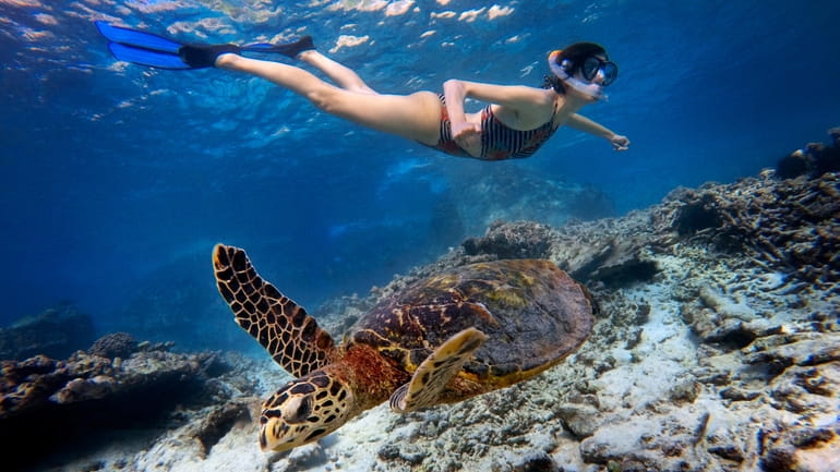 Tourist swimming with a hawksbill sea turtle under the waters...