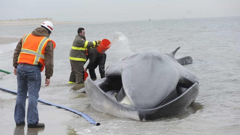 Beached whale in Breezy Point Volunteers pour water on a...